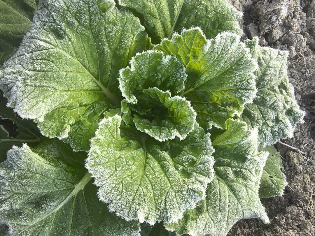 福州一地下霜了! 福州一地下霜了!