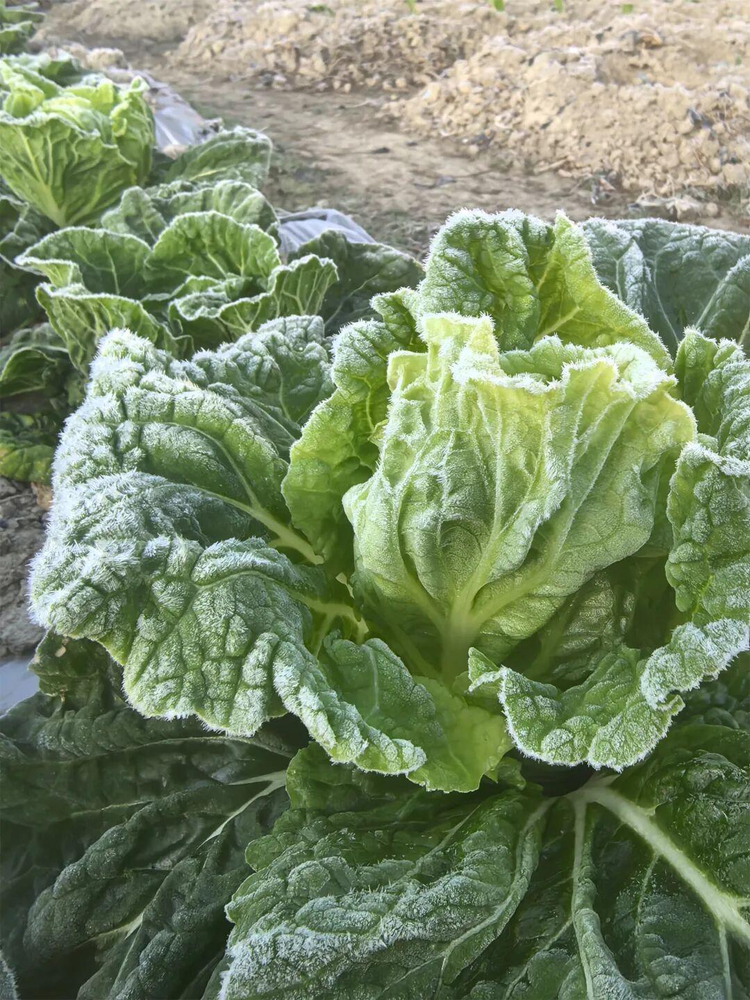 福州一地下霜了! 福州一地下霜了!