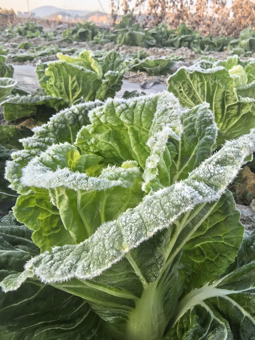 福州一地下霜了! 福州一地下霜了!