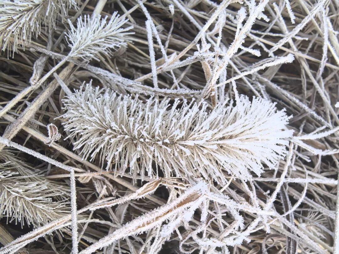 福州一地下霜了! 福州一地下霜了!