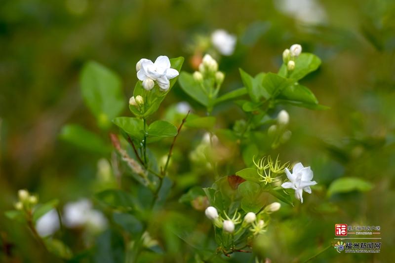 AI看非遗里的福州｜福州茉莉花茶