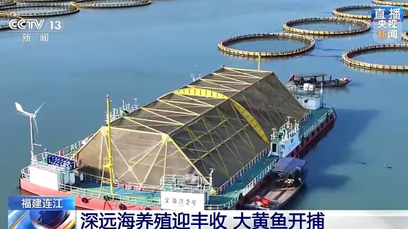 央视报道！连江大黄鱼火热上市，超美味！