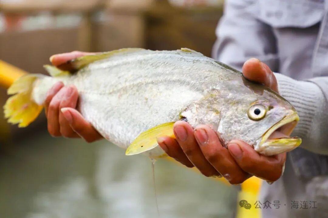央视报道！连江大黄鱼火热上市，超美味！