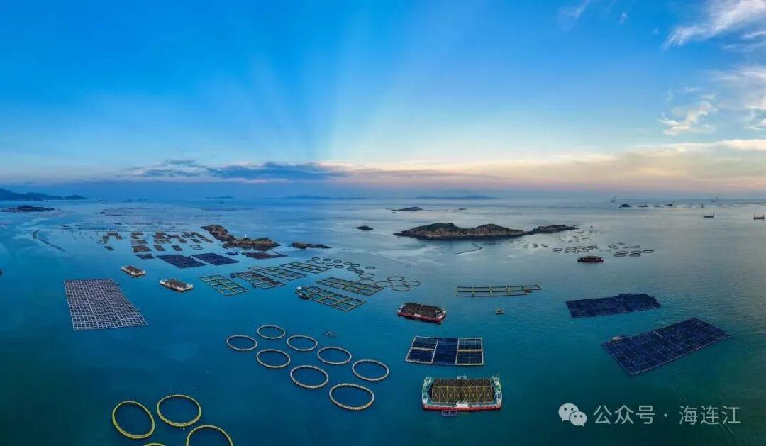 央视报道！连江大黄鱼火热上市，超美味！