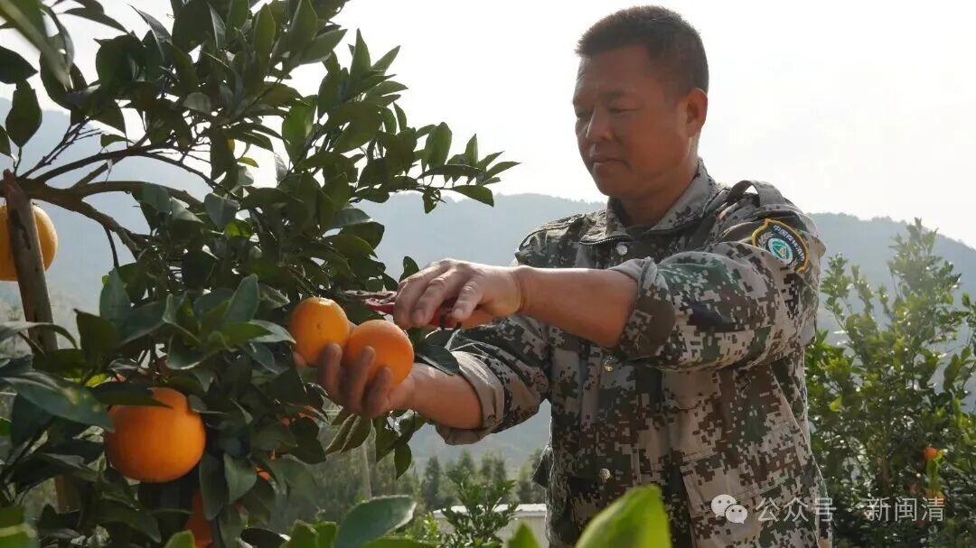 “橙”意满满盼客来！闽清桔林乡脐橙期待拓宽销路