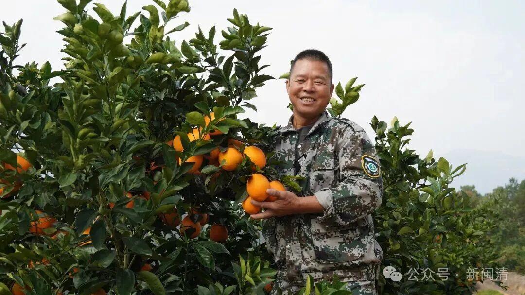 “橙”意满满盼客来！闽清桔林乡脐橙期待拓宽销路