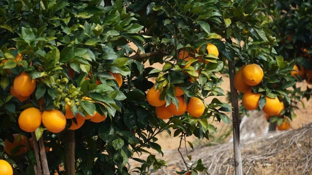 “橙”意满满盼客来！闽清桔林乡脐橙期待拓宽销路