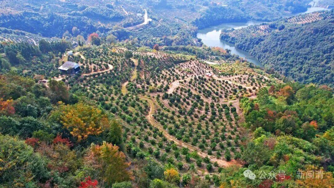 “橙”意满满盼客来！闽清桔林乡脐橙期待拓宽销路