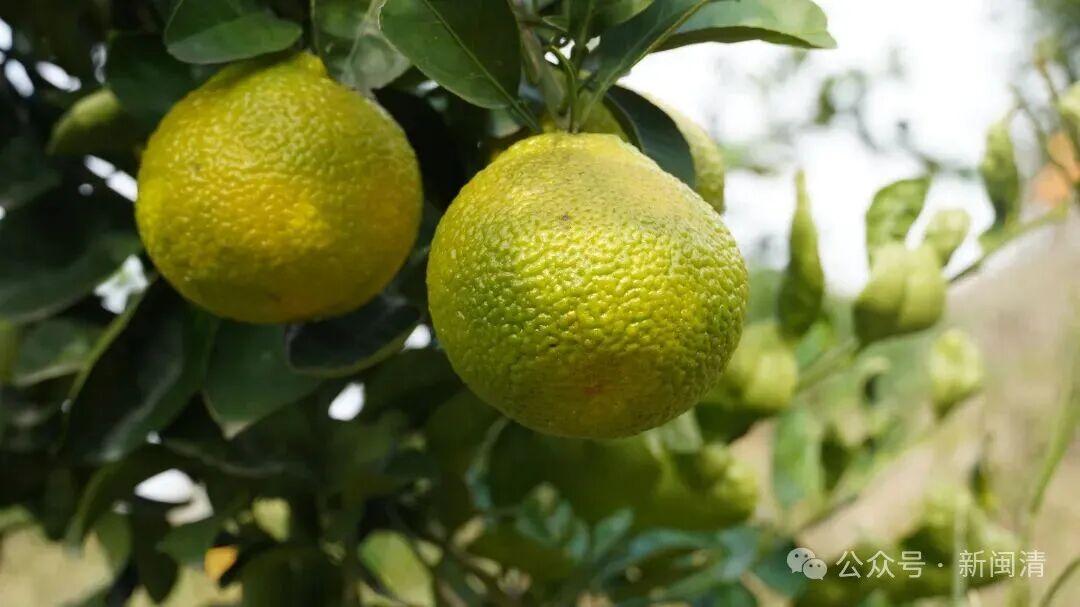 “橙”意满满盼客来！闽清桔林乡脐橙期待拓宽销路