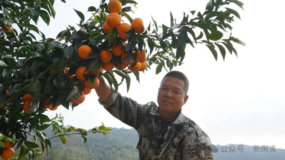 “橙”意满满盼客来！闽清桔林乡脐橙期待拓宽销路