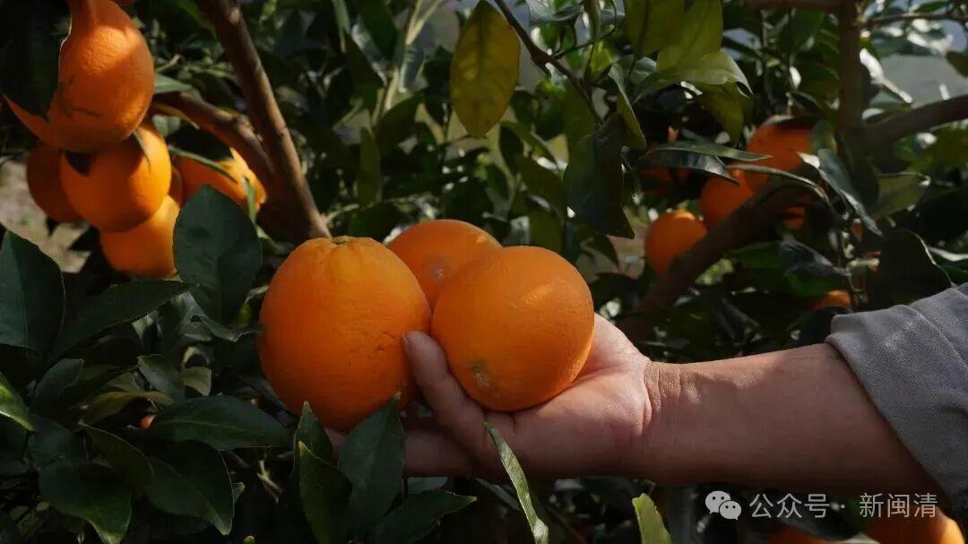 “橙”意满满盼客来！闽清桔林乡脐橙期待拓宽销路