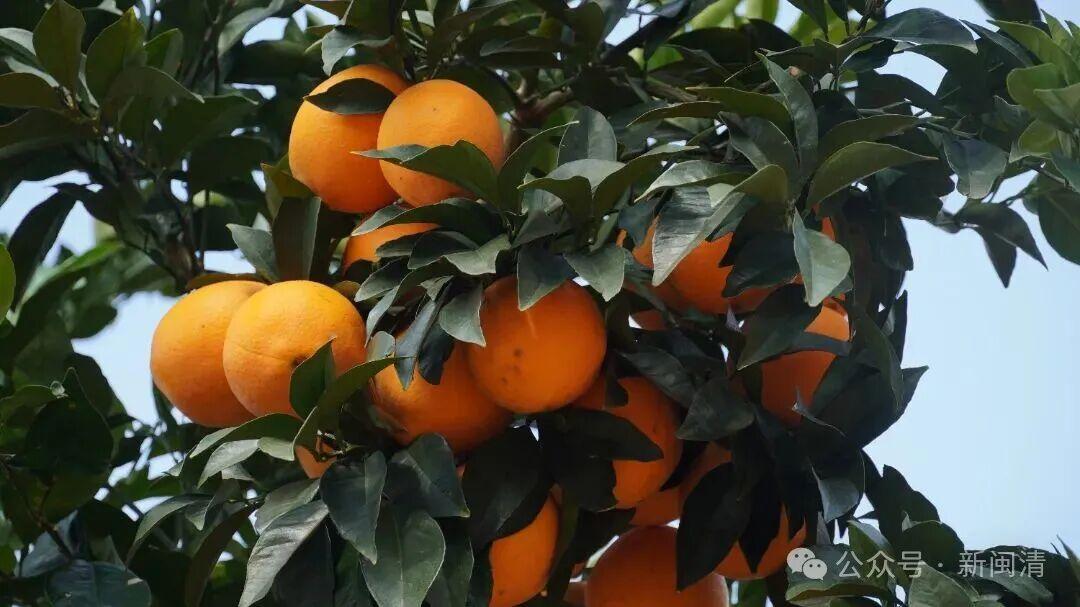 “橙”意满满盼客来！闽清桔林乡脐橙期待拓宽销路