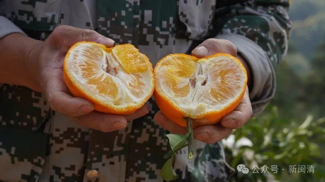 “橙”意满满盼客来！闽清桔林乡脐橙期待拓宽销路