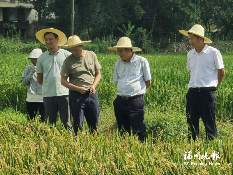 福建省农科院等研究团队联合破解“多粒簇生”遗传密码