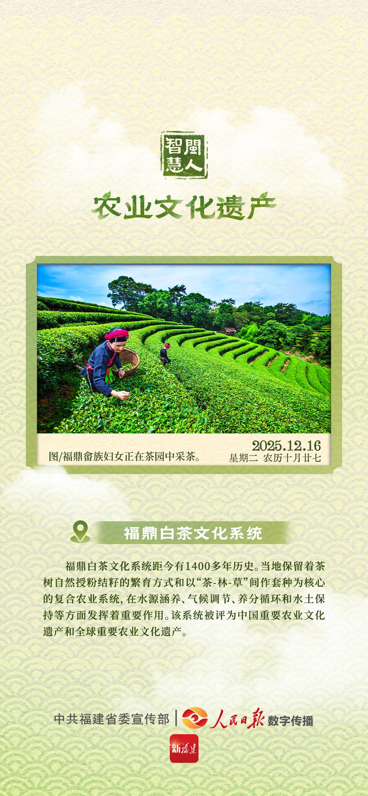 闽人智慧｜福鼎白茶文化系统