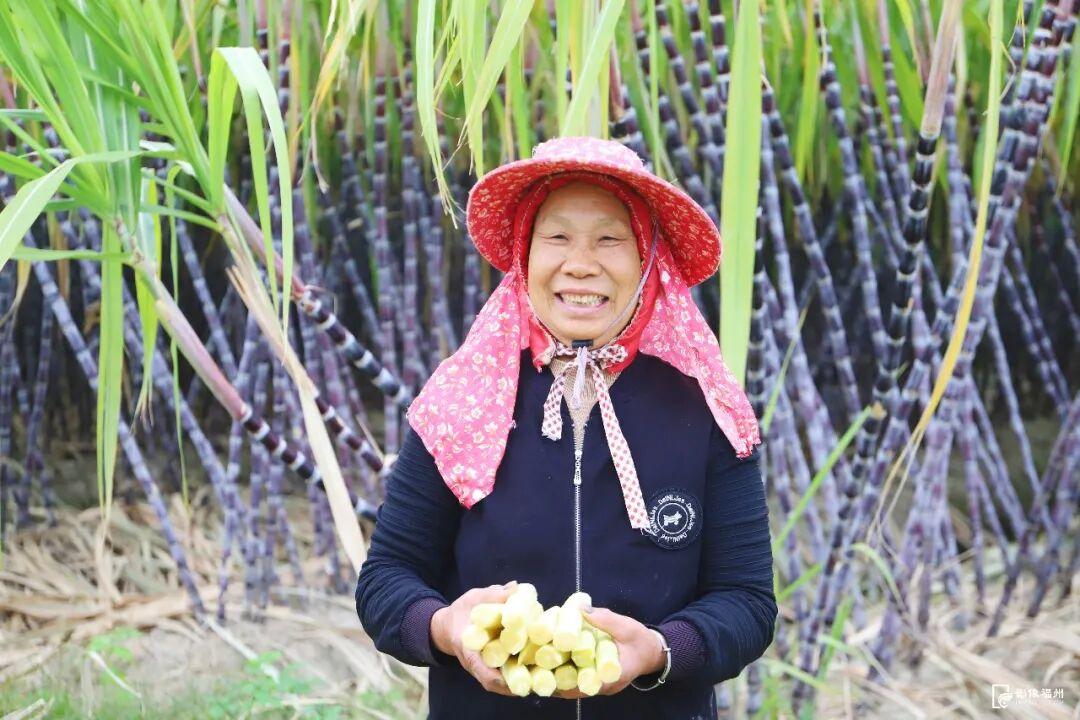 蔗甜酒香！这口甜蜜治愈整个冬天