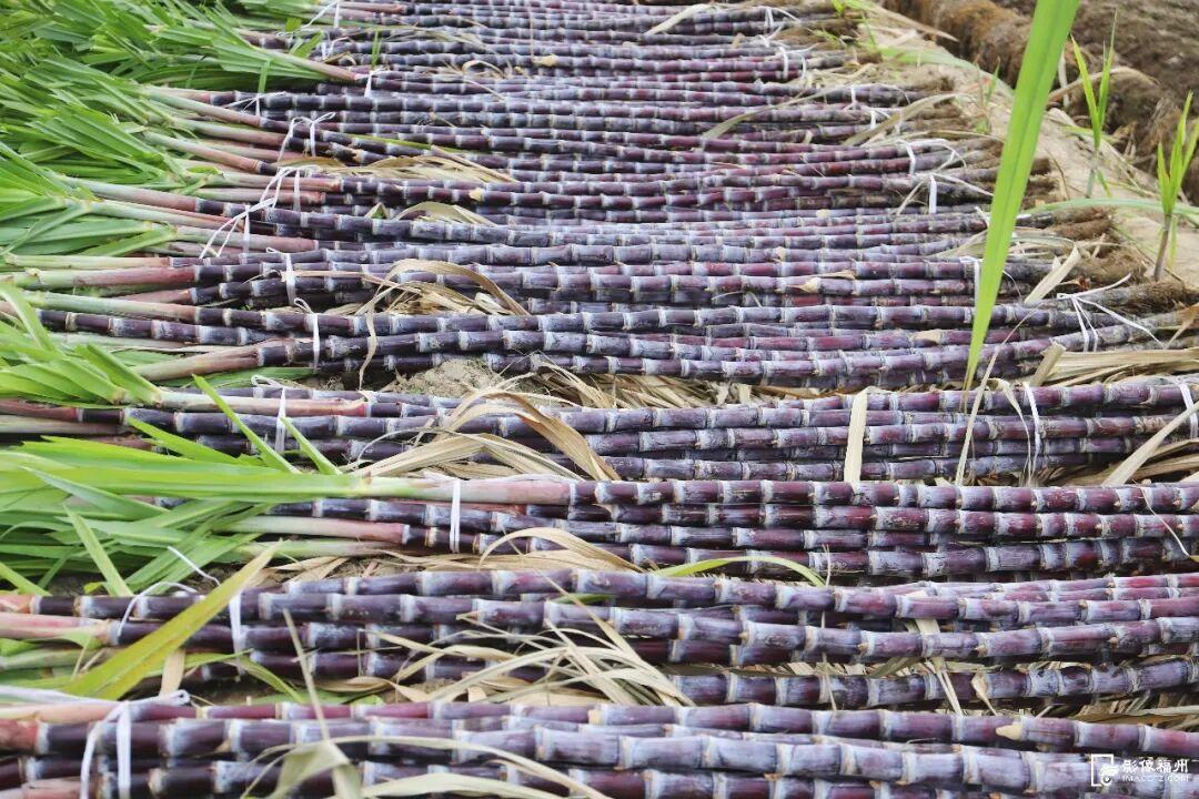 蔗甜酒香！这口甜蜜治愈整个冬天