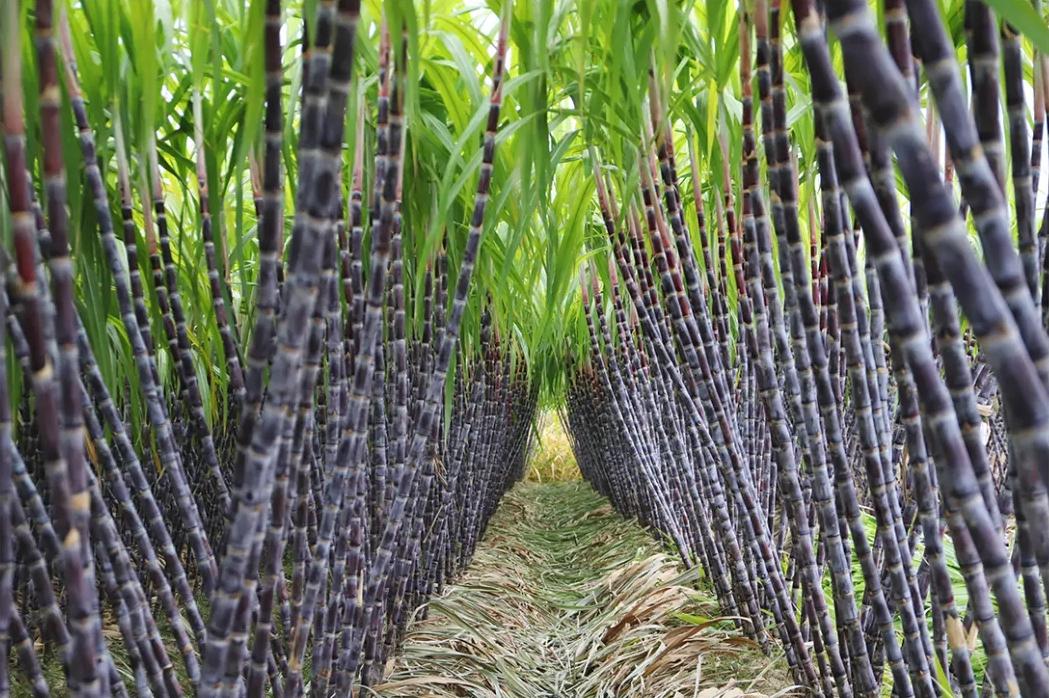 蔗甜酒香！这口甜蜜治愈整个冬天