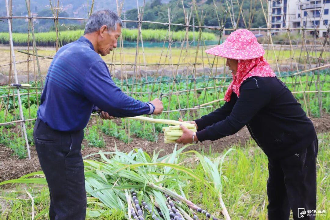 蔗甜酒香！这口甜蜜治愈整个冬天