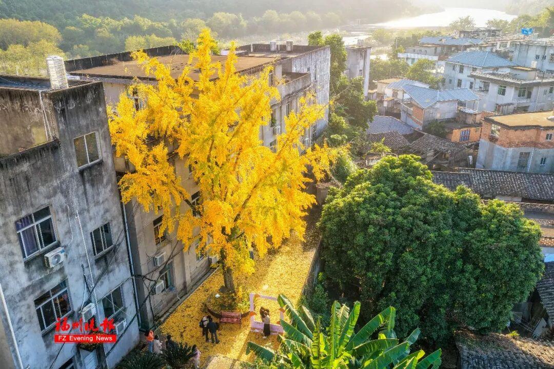 黄了！红了！福州大面积上新！颜值高峰！