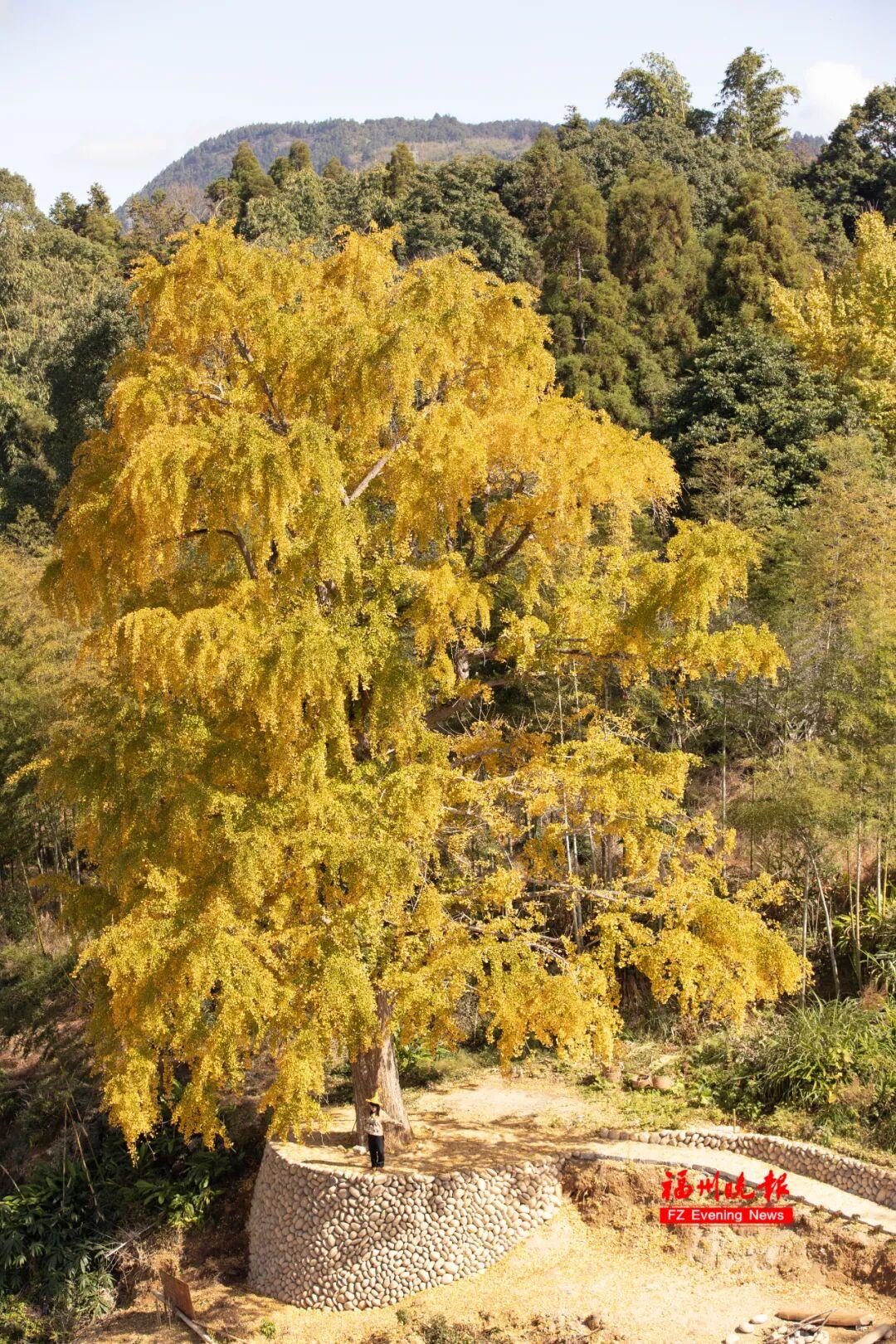 黄了！红了！福州大面积上新！颜值高峰！