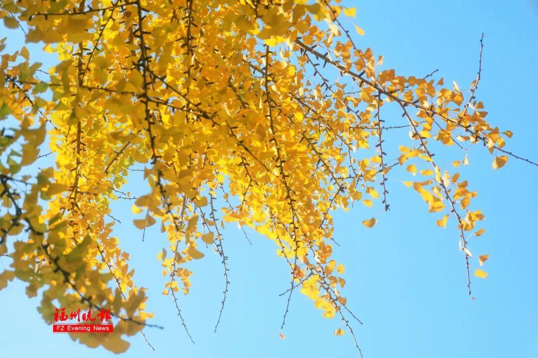 黄了！红了！福州大面积上新！颜值高峰！