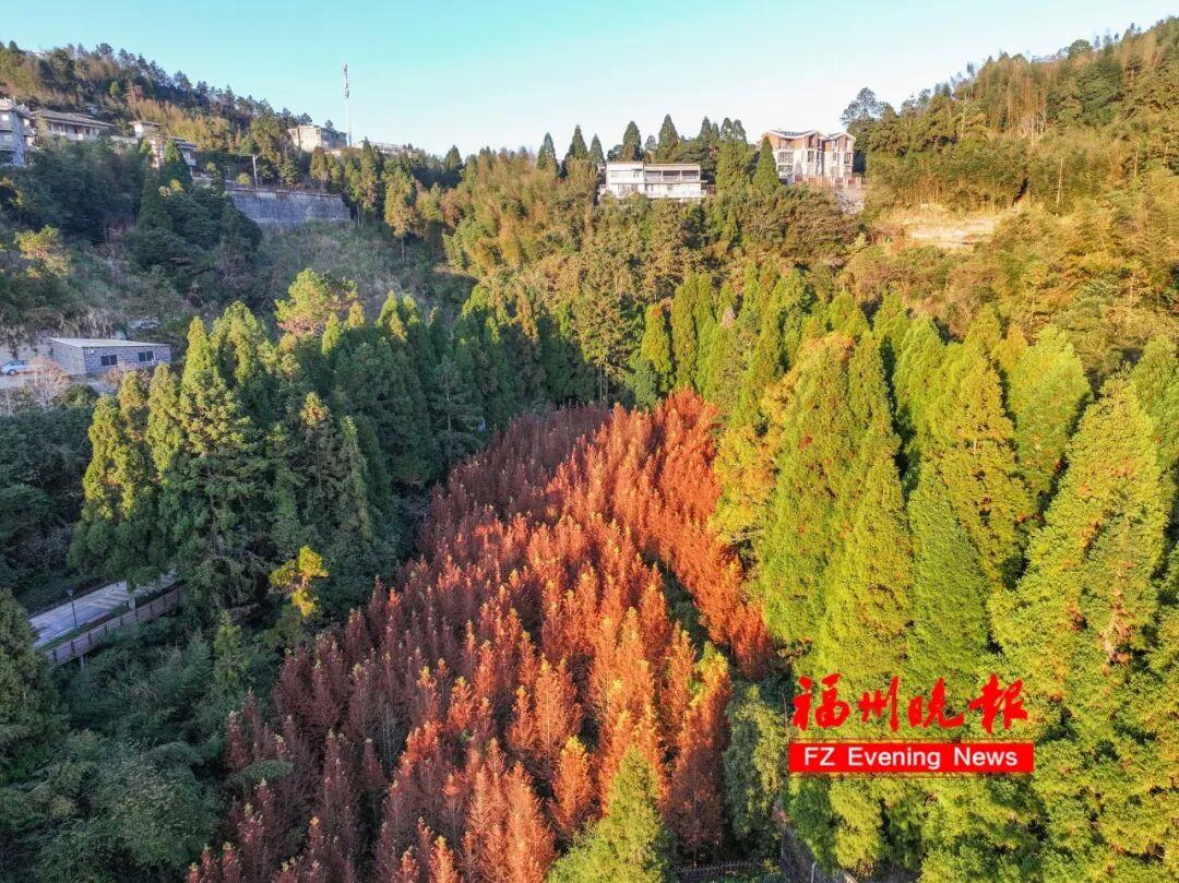 黄了！红了！福州大面积上新！颜值高峰！