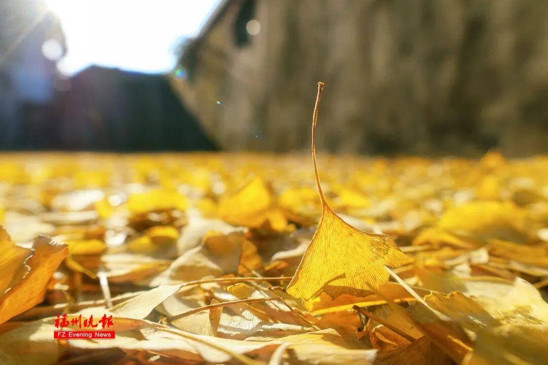 黄了！红了！福州大面积上新！颜值高峰！