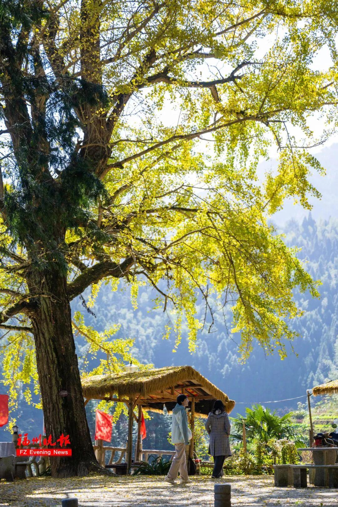 黄了！红了！福州大面积上新！颜值高峰！