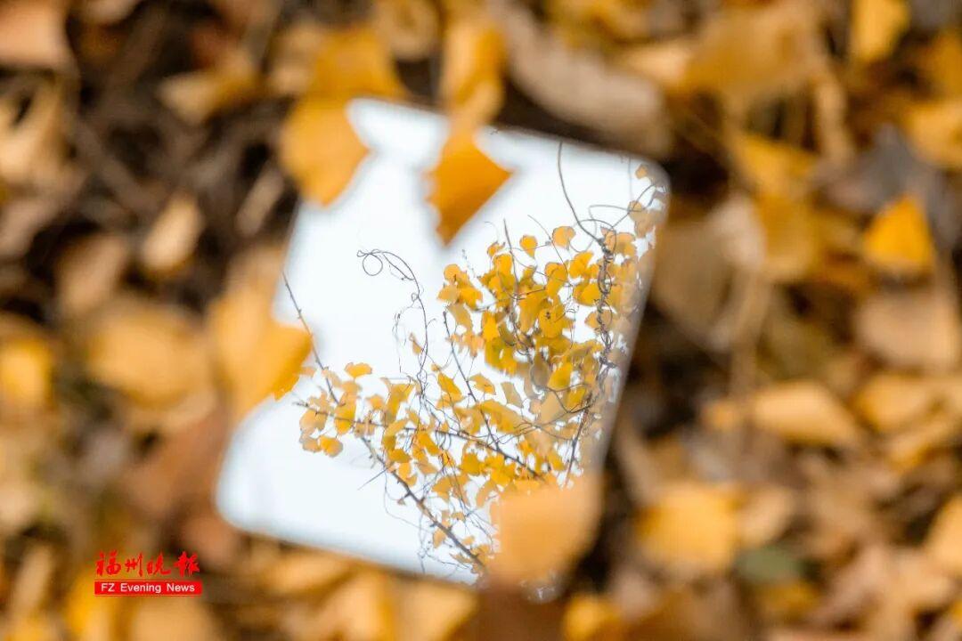 黄了！红了！福州大面积上新！颜值高峰！