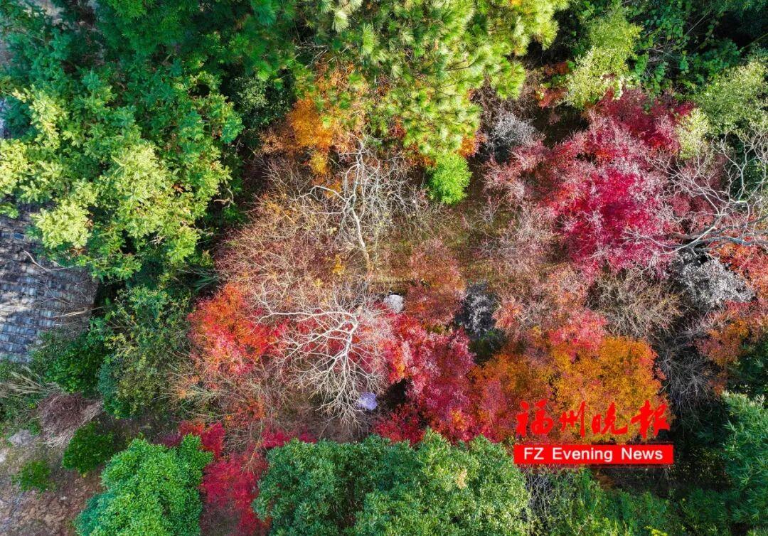 黄了！红了！福州大面积上新！颜值高峰！