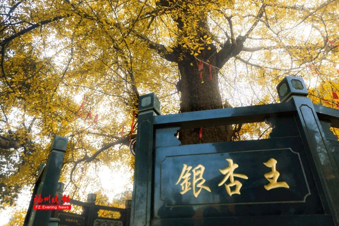 黄了！红了！福州大面积上新！颜值高峰！