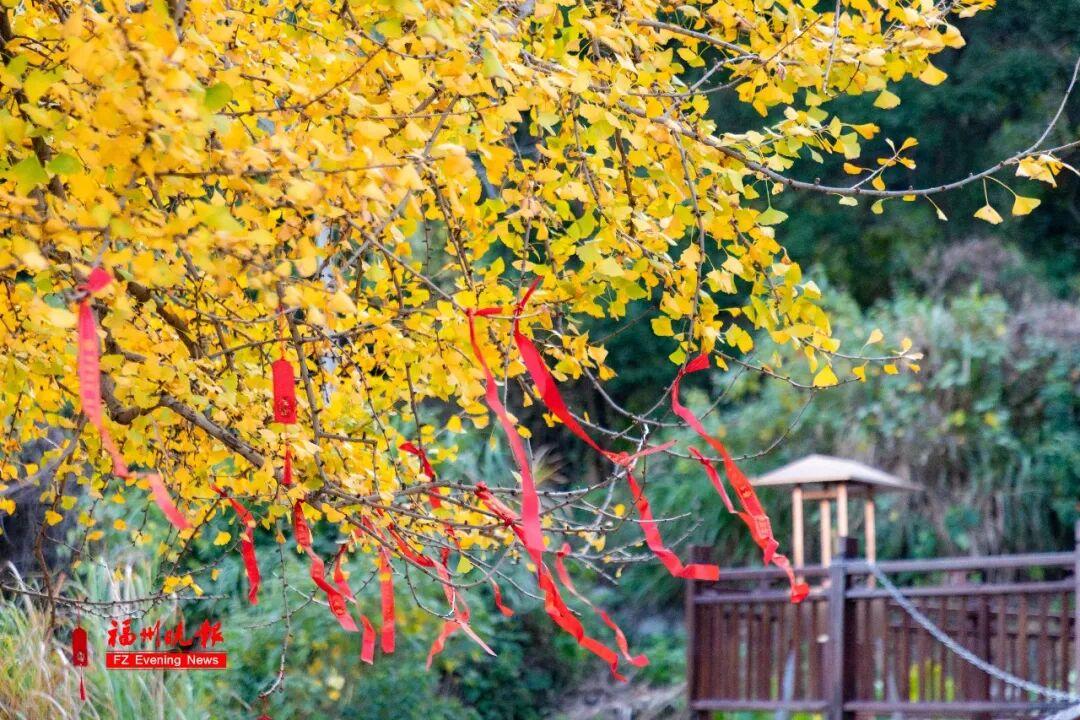 黄了！红了！福州大面积上新！颜值高峰！