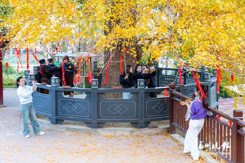 连江古银杏迎来“颜值巅峰”