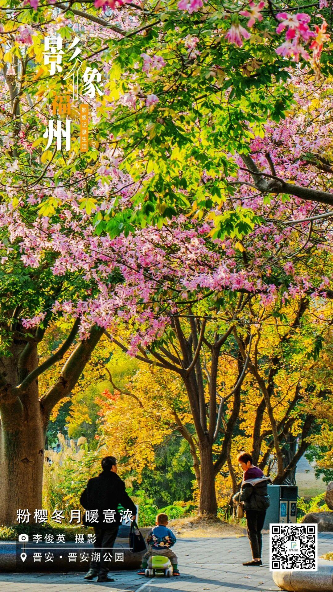 影像福州丨粉樱冬月暖意浓