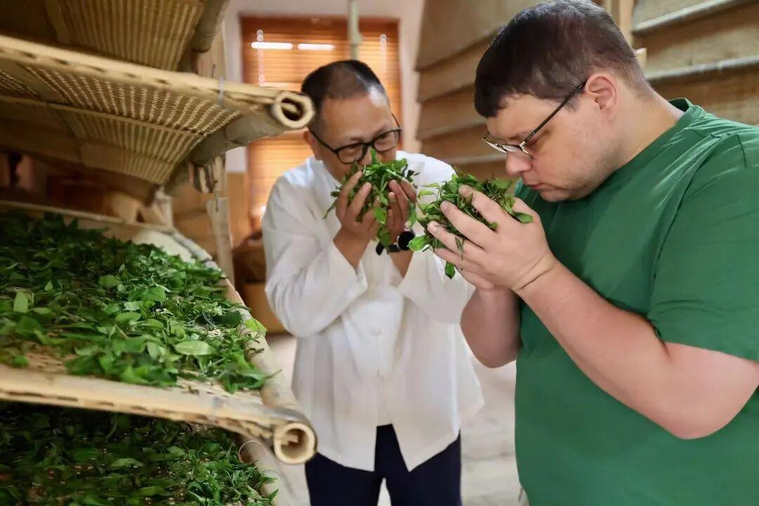 闽人智慧丨一杯坦洋工夫里的醇厚牵挂与富民产业