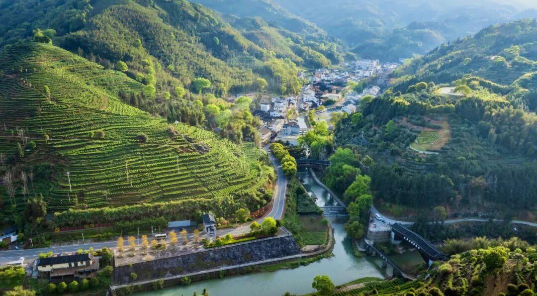 闽人智慧丨一杯坦洋工夫里的醇厚牵挂与富民产业