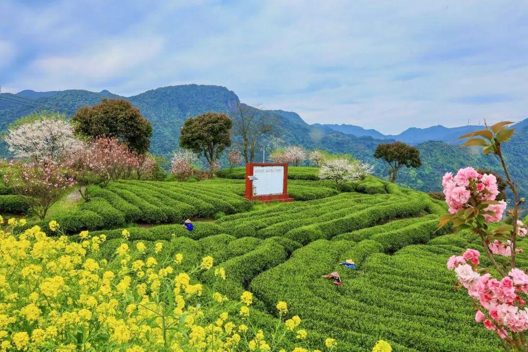 闽人智慧丨一杯坦洋工夫里的醇厚牵挂与富民产业