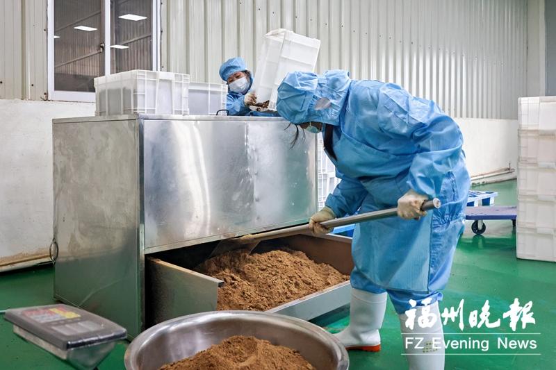 福州“东方橄榄油”香飘海外 福州“东方橄榄油”香飘海外