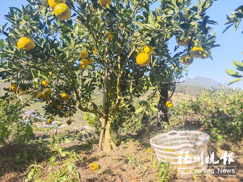 闽清雄江650亩柚子丰收 闽清雄江650亩柚子丰收