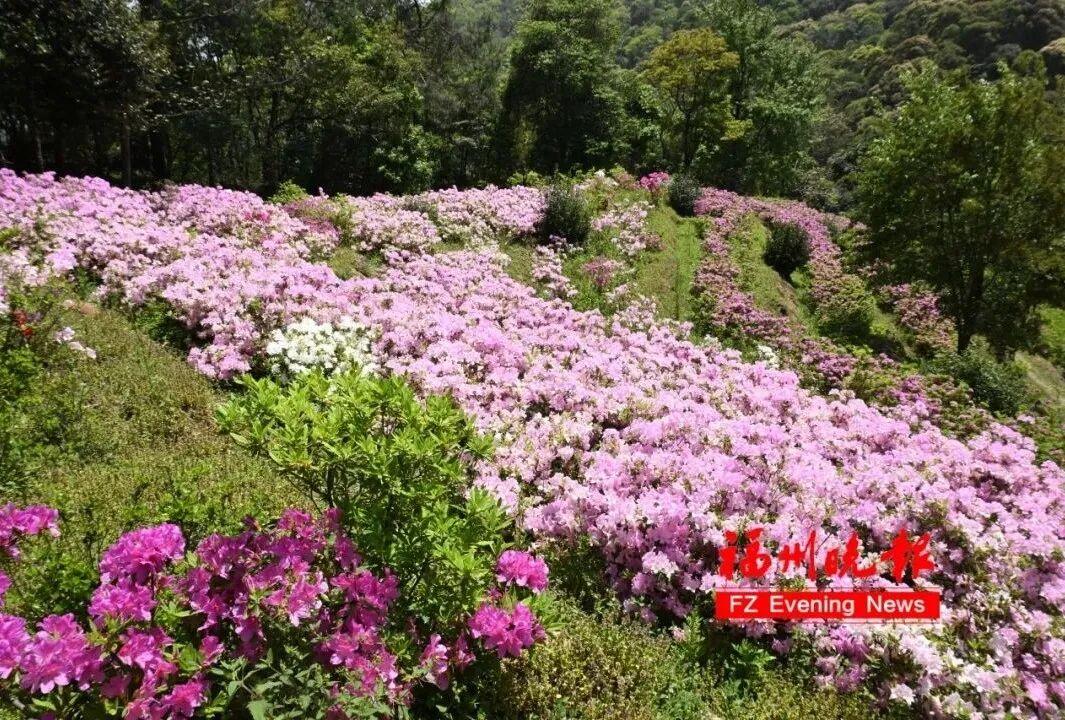 来福州 过节气