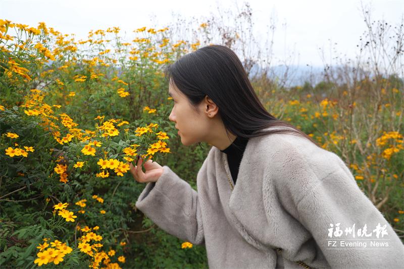 连江清润菊迎来采摘季 既可制作菊花茶饮，还可制成护肤品