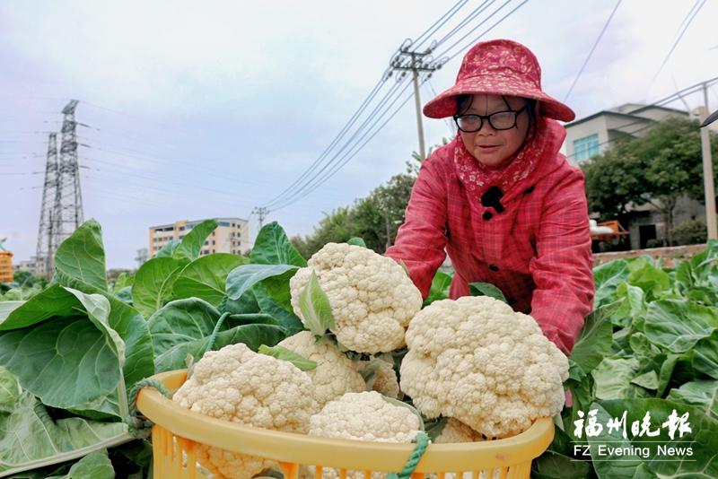 连江万亩花菜丰收上市 连江万亩花菜丰收上市