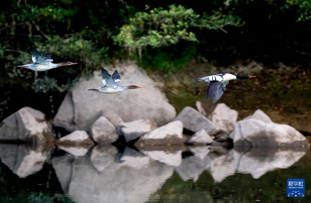 福建：中华秋沙鸭如期而至
