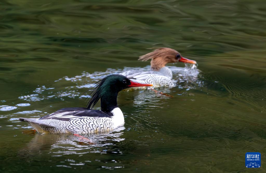 福建：中华秋沙鸭如期而至