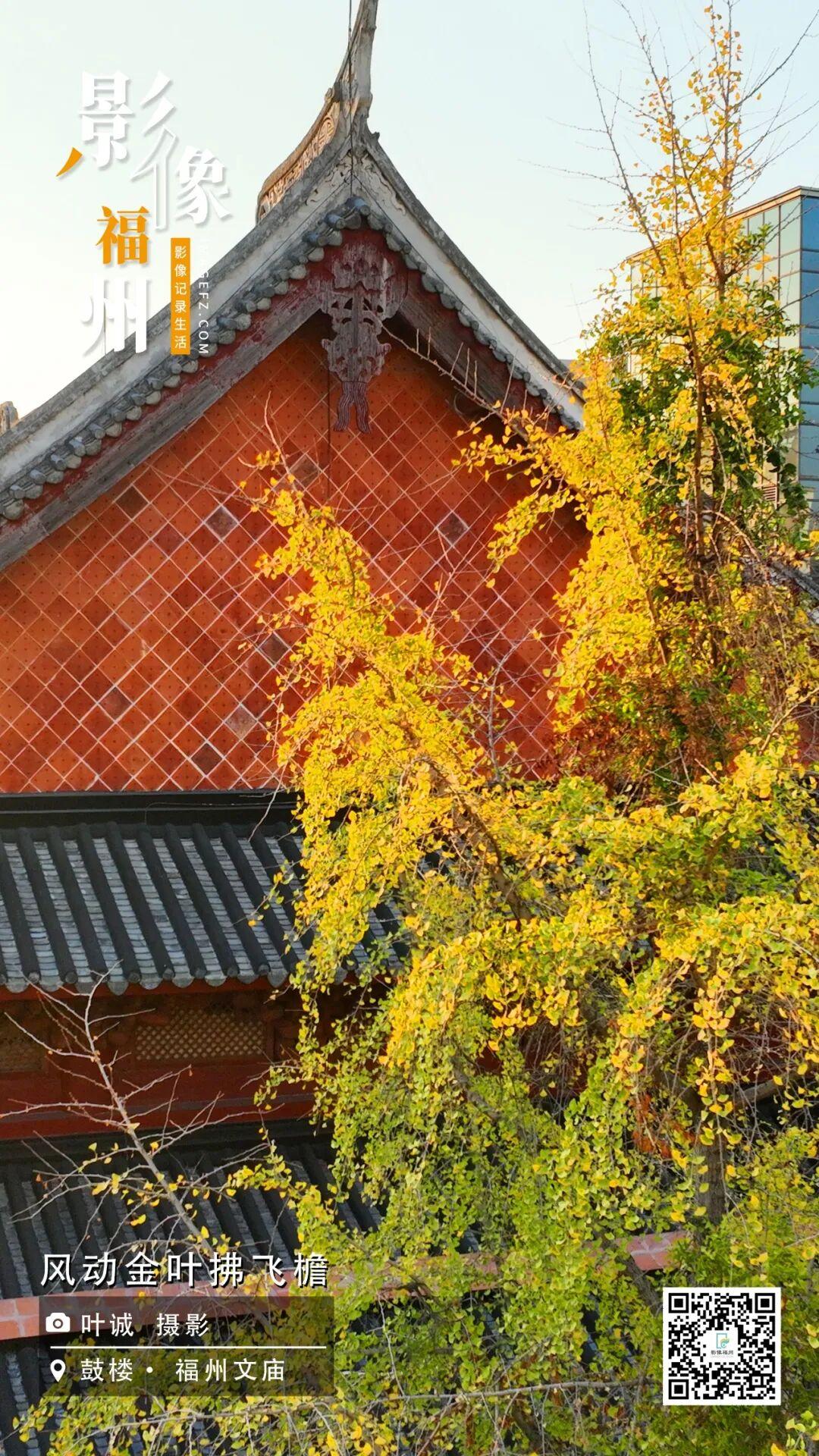 影像福州丨风动金叶拂飞檐