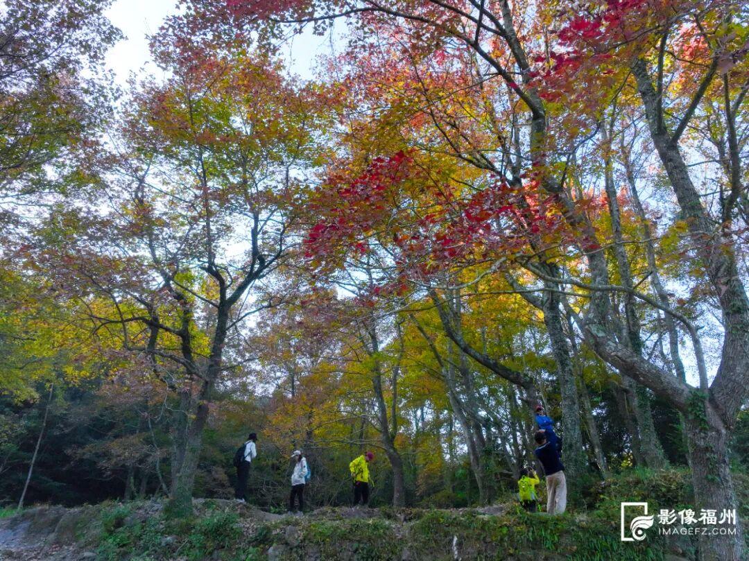 “枫”情万种！福州这里美不胜收！