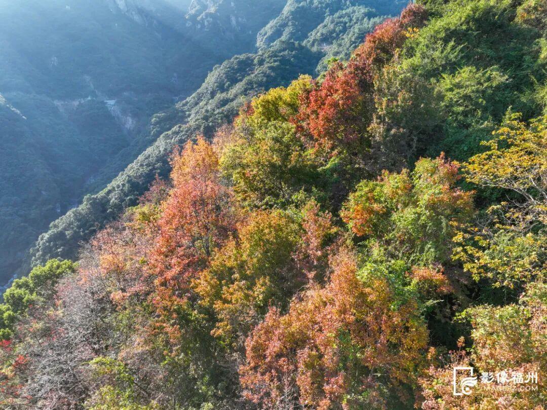 “枫”情万种！福州这里美不胜收！