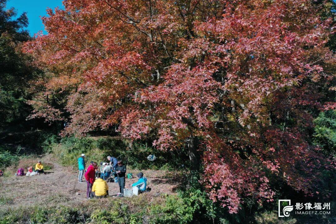 “枫”情万种！福州这里美不胜收！