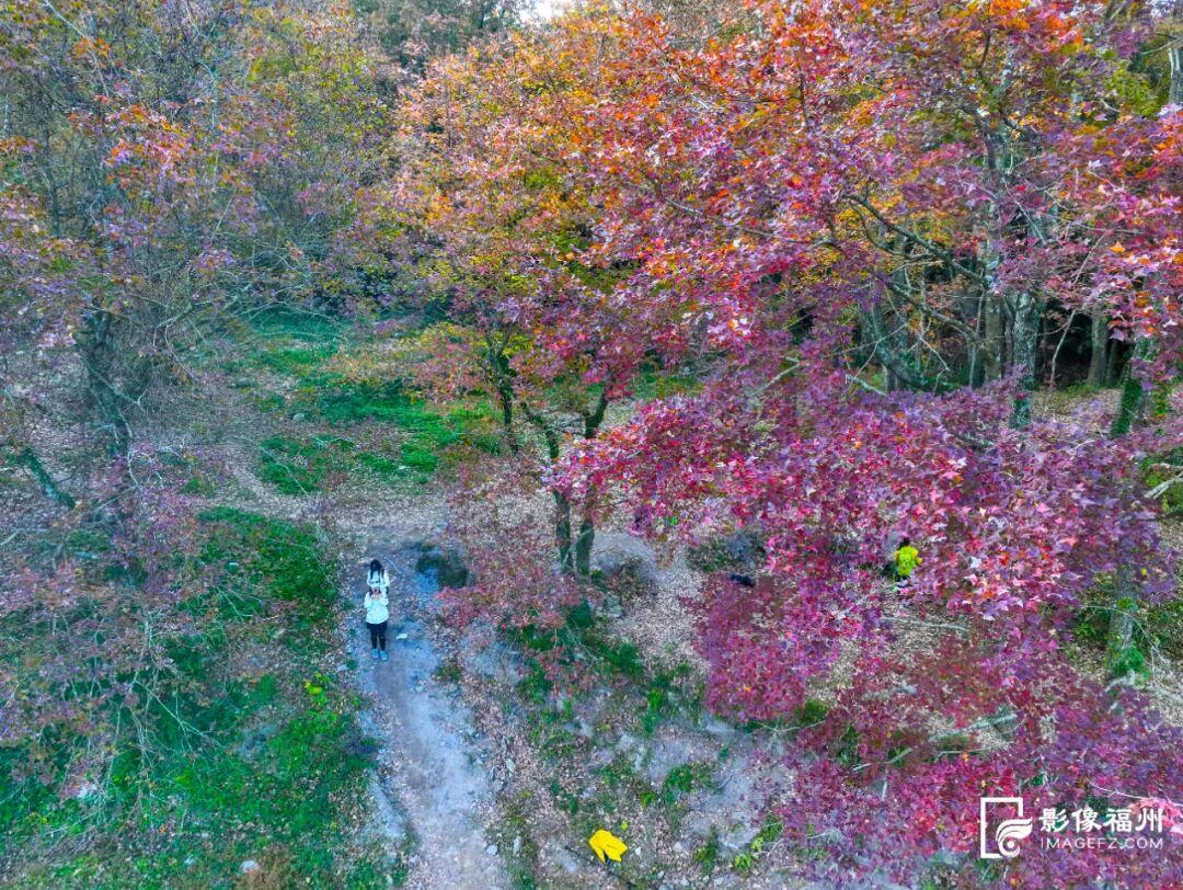 “枫”情万种！福州这里美不胜收！